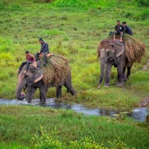 Chitwan National Parks